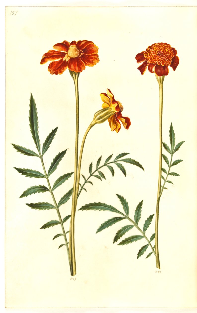 Tagetes patula (sametový květ) od Hans Simon Holtzbecker