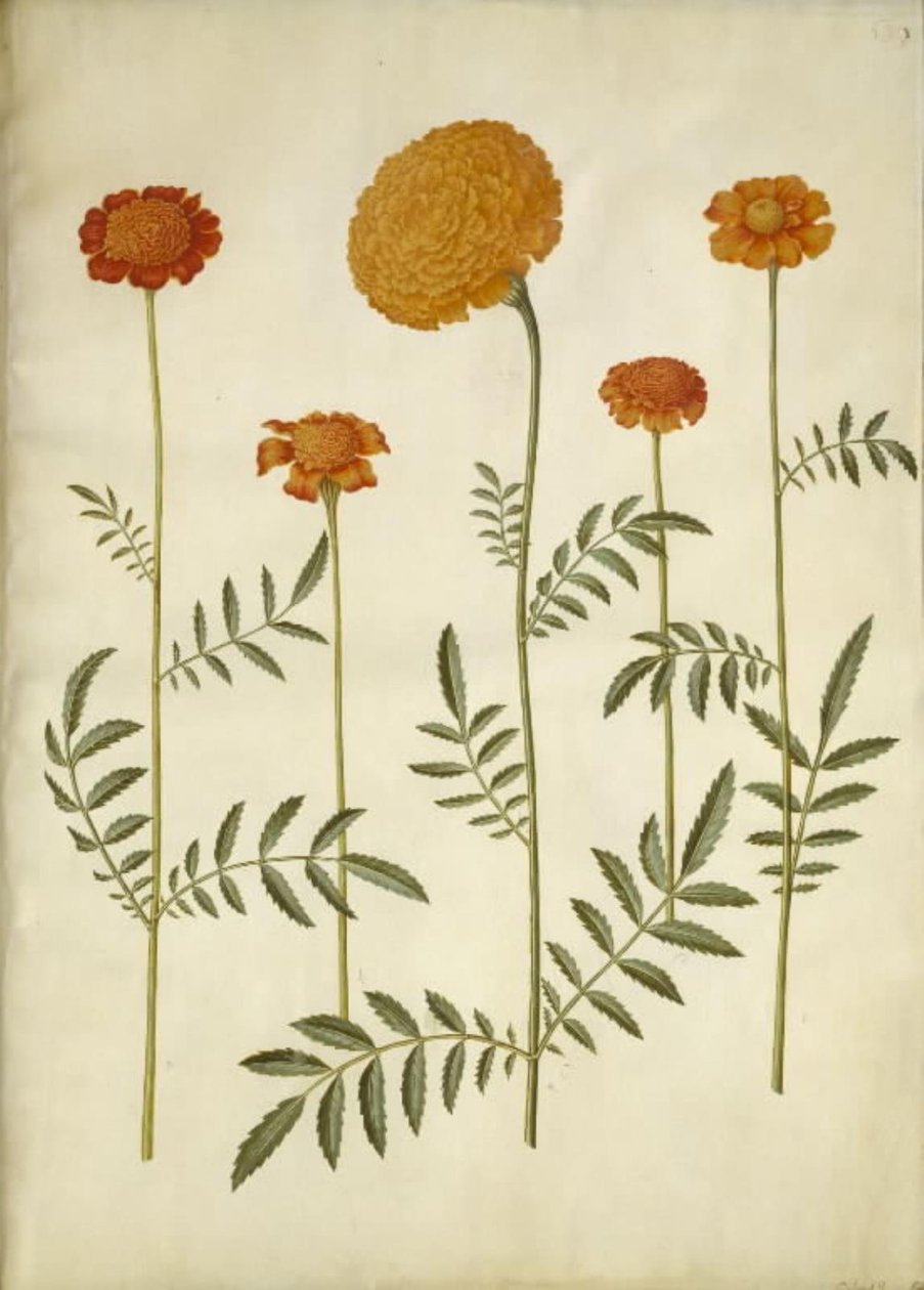 Tagetes patula (sametový květ); Tagetes erecta (sametový květ vzpřímený) od Hans Simon Holtzbecker