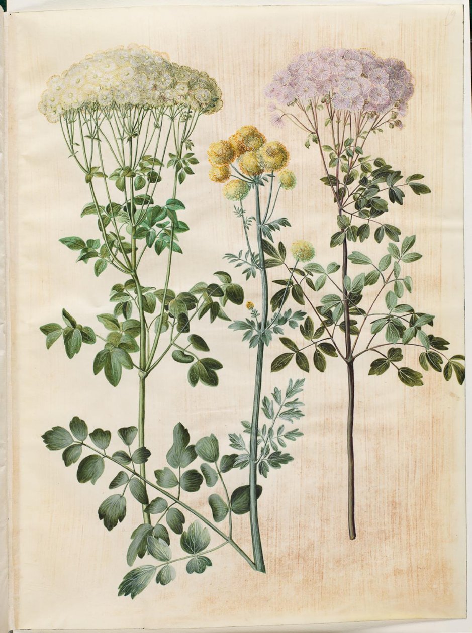 Thalictrum aquilegiifolium (hvězda semenných kolumbin); Thalictrum flavum (žlutá semenná hvězda) od Hans Simon Holtzbecker