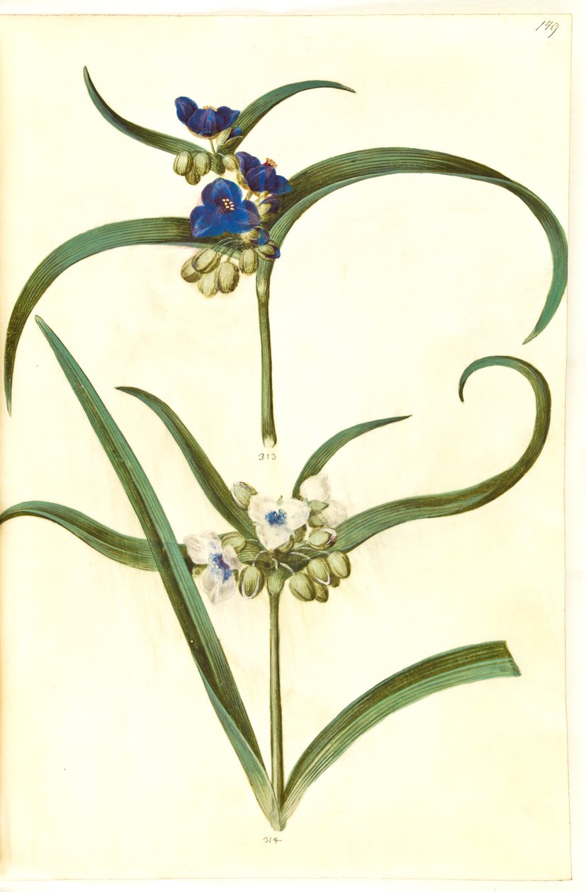 Tradescantia virginiana eller Tradescantia ohiensis (?) (blomsterjøde) od Hans Simon Holtzbecker