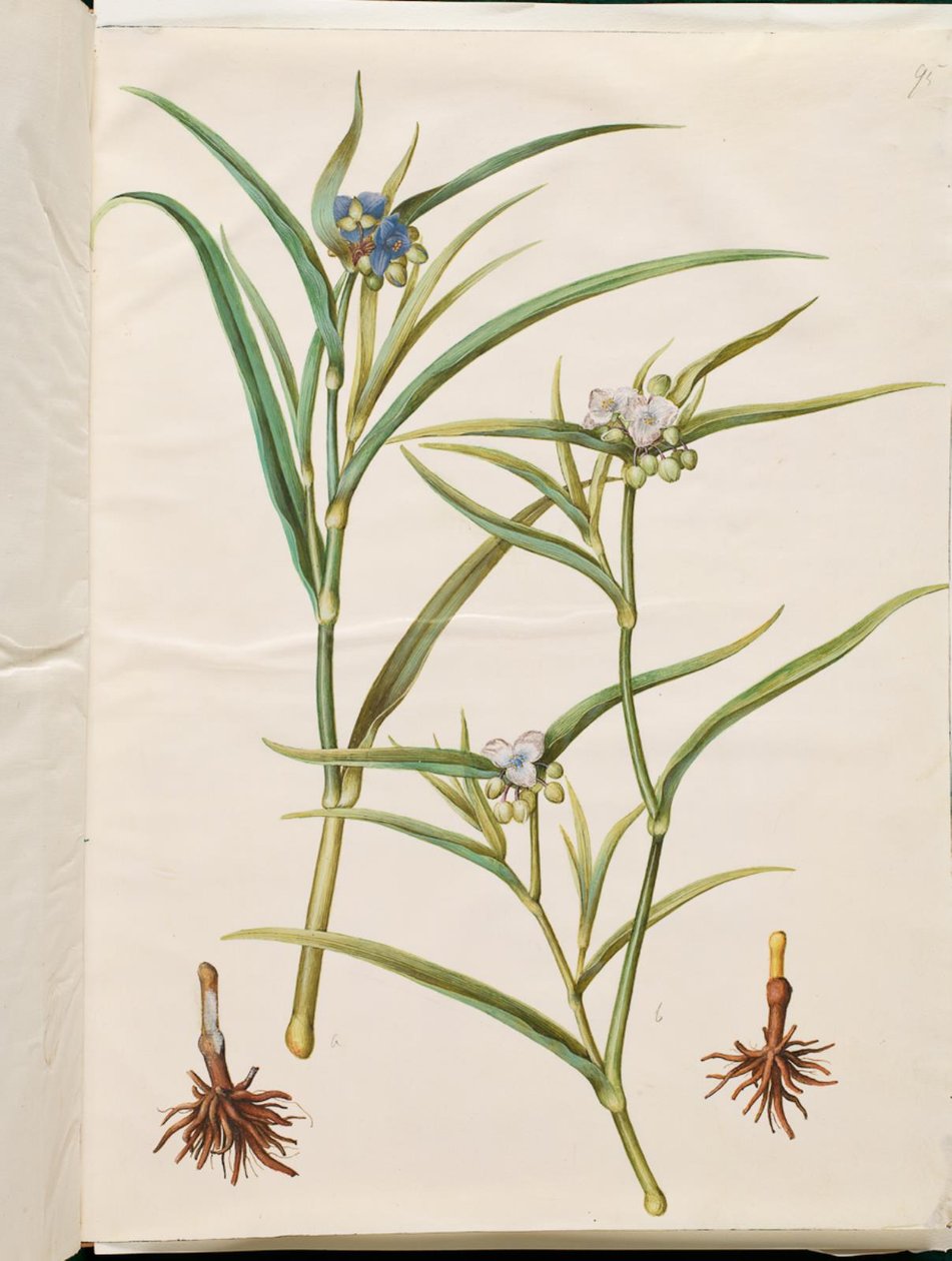 Tradescantia virginiana nebo Tradescantia ohiensis (květina nebo květina z Ohio) od Hans Simon Holtzbecker