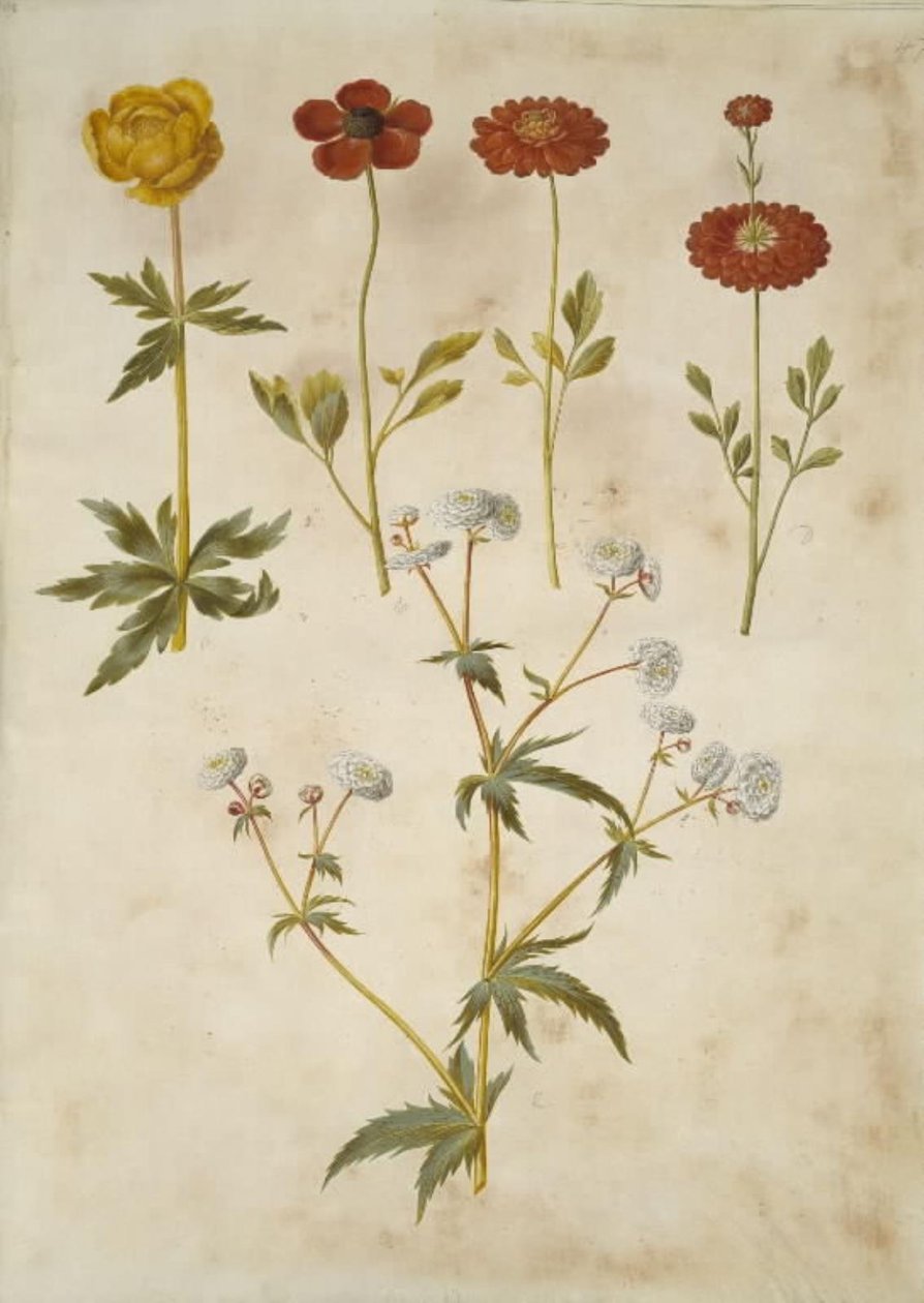 Trollius europaeus (slivoň luční); Ranunculus asiaticus (pryskyřník zahradní); Ranunculus aconitifolius (pryskyřník stříbrný) od Hans Simon Holtzbecker