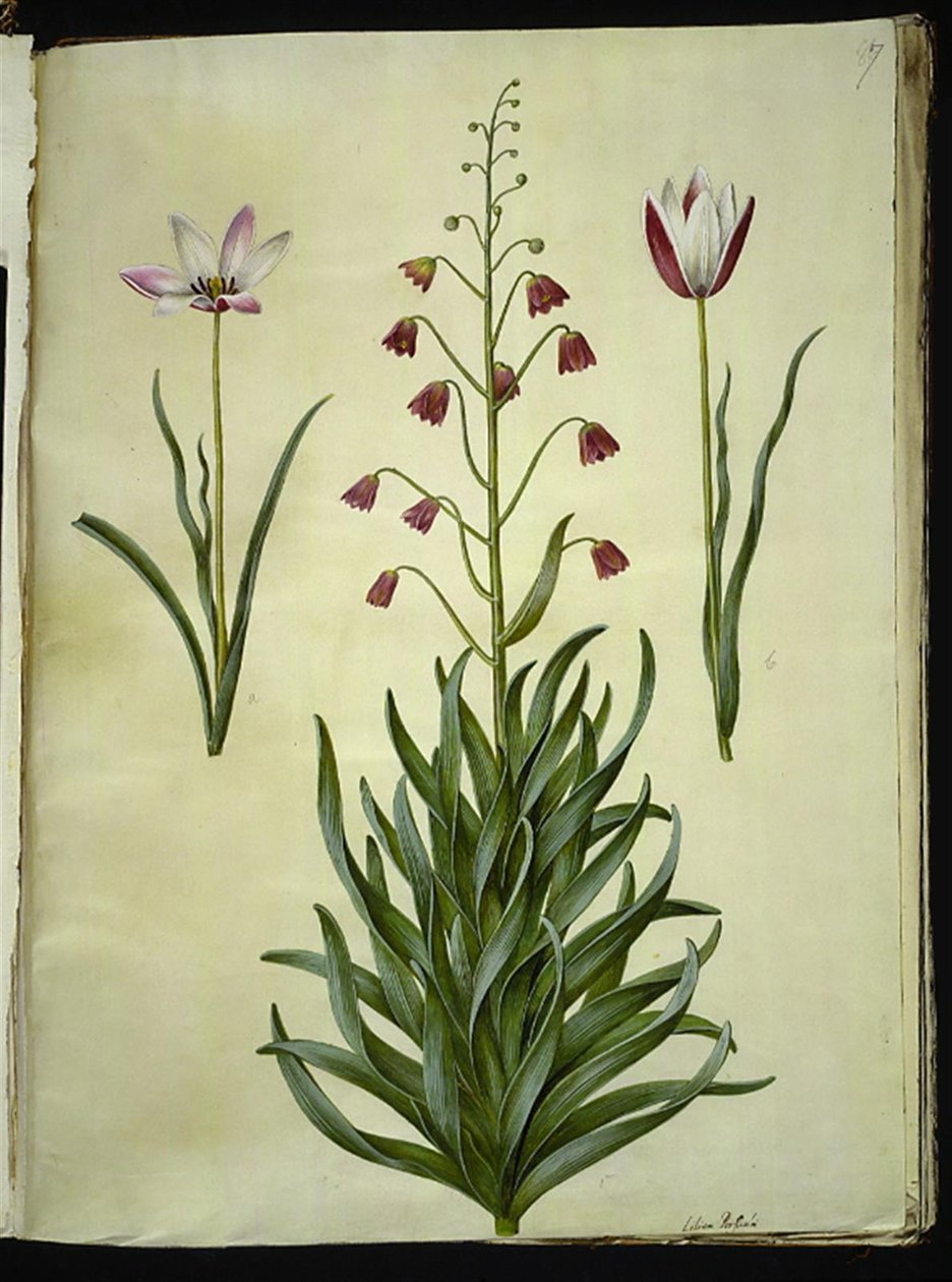 Tulipa clusiana (clusius-tulipán); Fritillaria persica (persisk fritillaria) od Hans Simon Holtzbecker