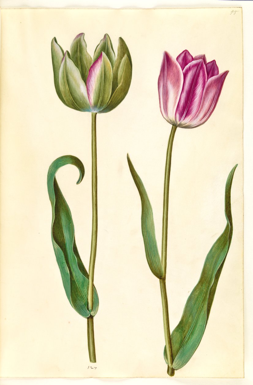 Tulipa gesneriana (tulipán) od Hans Simon Holtzbecker