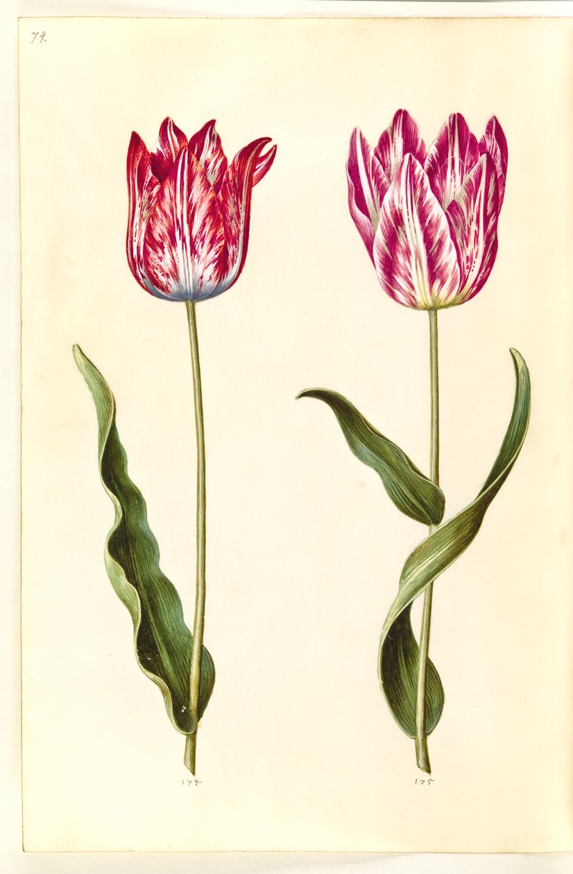 Tulipa gesneriana (tulipán) od Hans Simon Holtzbecker