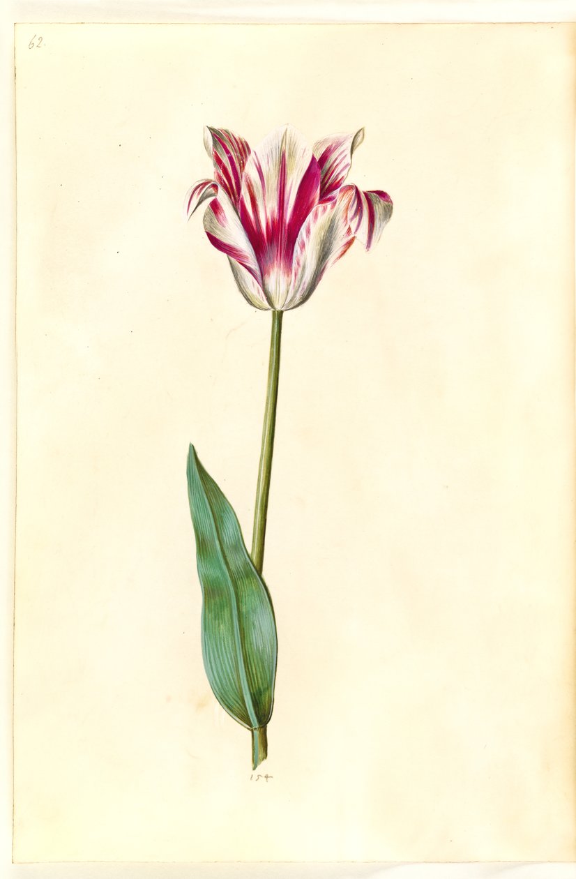 Tulipa gesneriana (tulipán) od Hans Simon Holtzbecker
