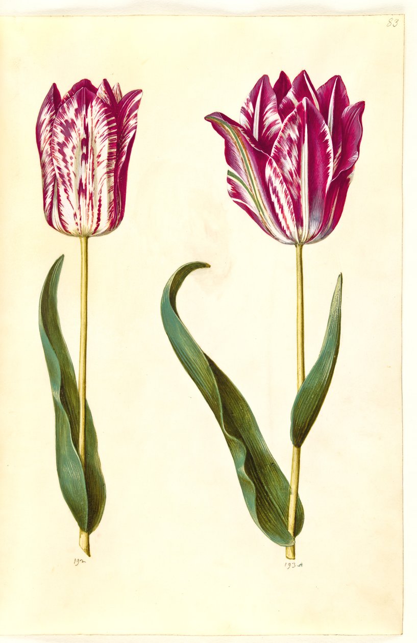 Tulipa gesneriana (tulipán) od Hans Simon Holtzbecker