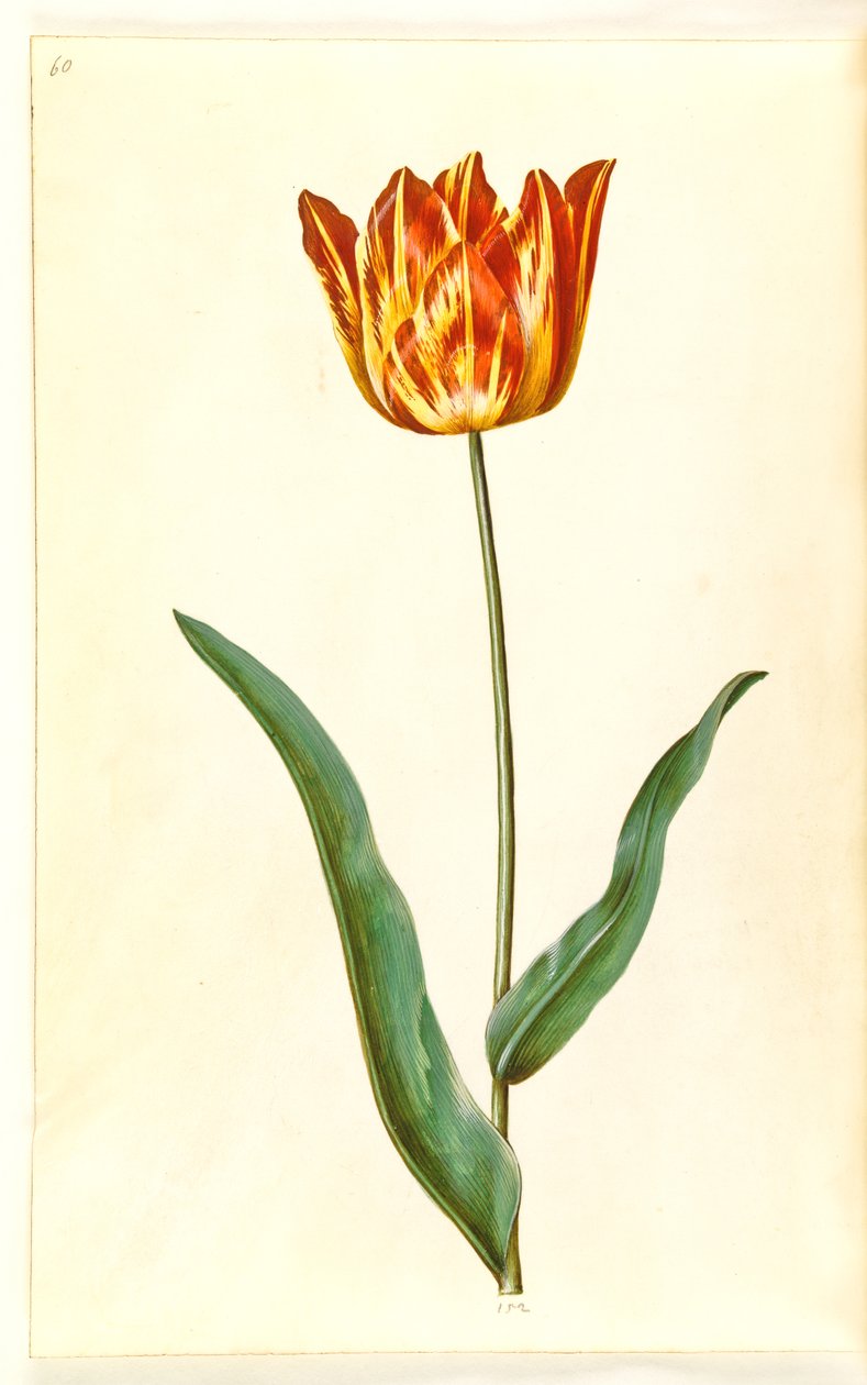 Tulipa gesneriana (tulipán) od Hans Simon Holtzbecker