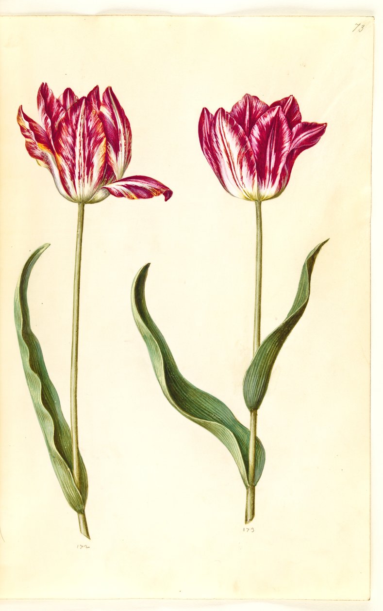 Tulipa gesneriana (tulipán) od Hans Simon Holtzbecker