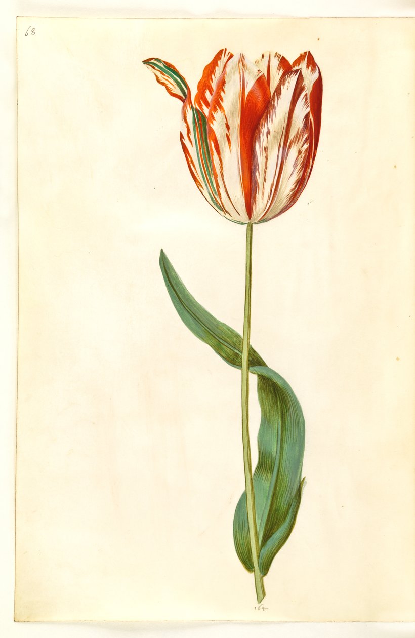 Tulipa gesneriana (tulipán) od Hans Simon Holtzbecker