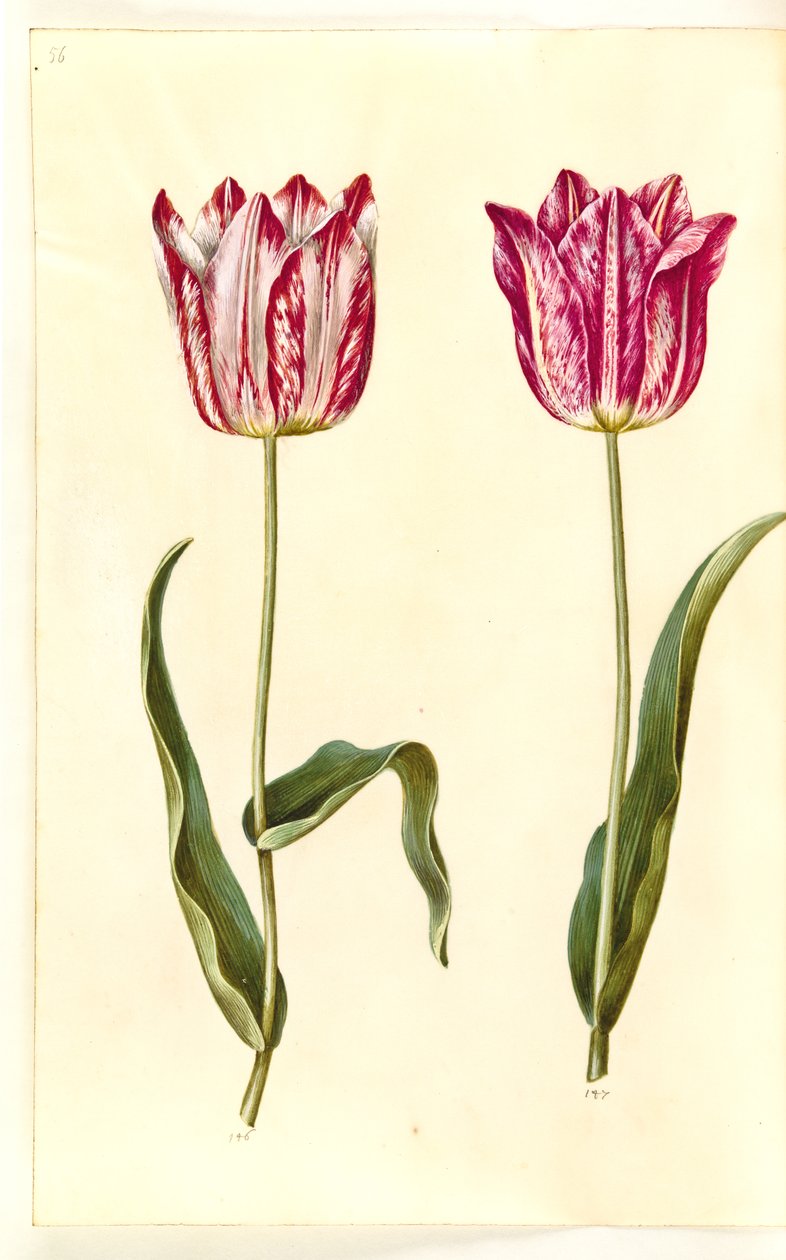 Tulipa gesneriana (tulipán) od Hans Simon Holtzbecker