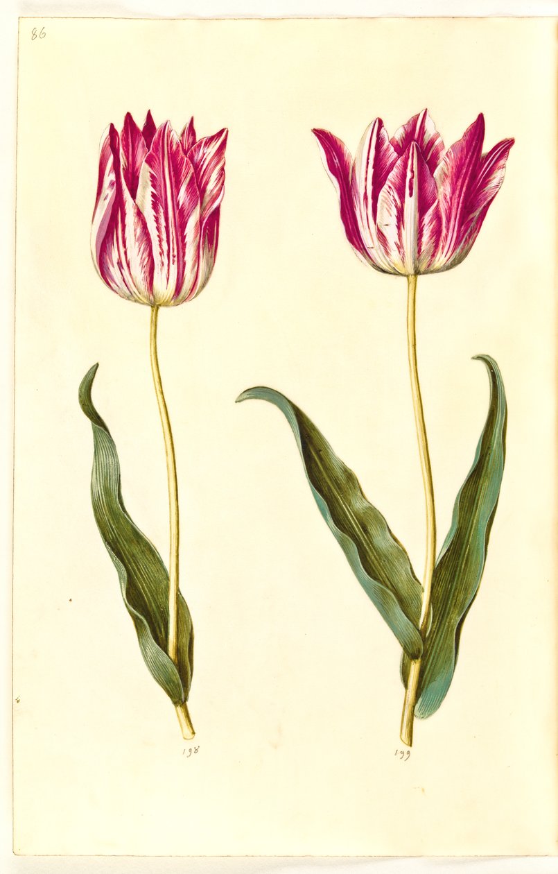 Tulipa gesneriana (tulipán) od Hans Simon Holtzbecker