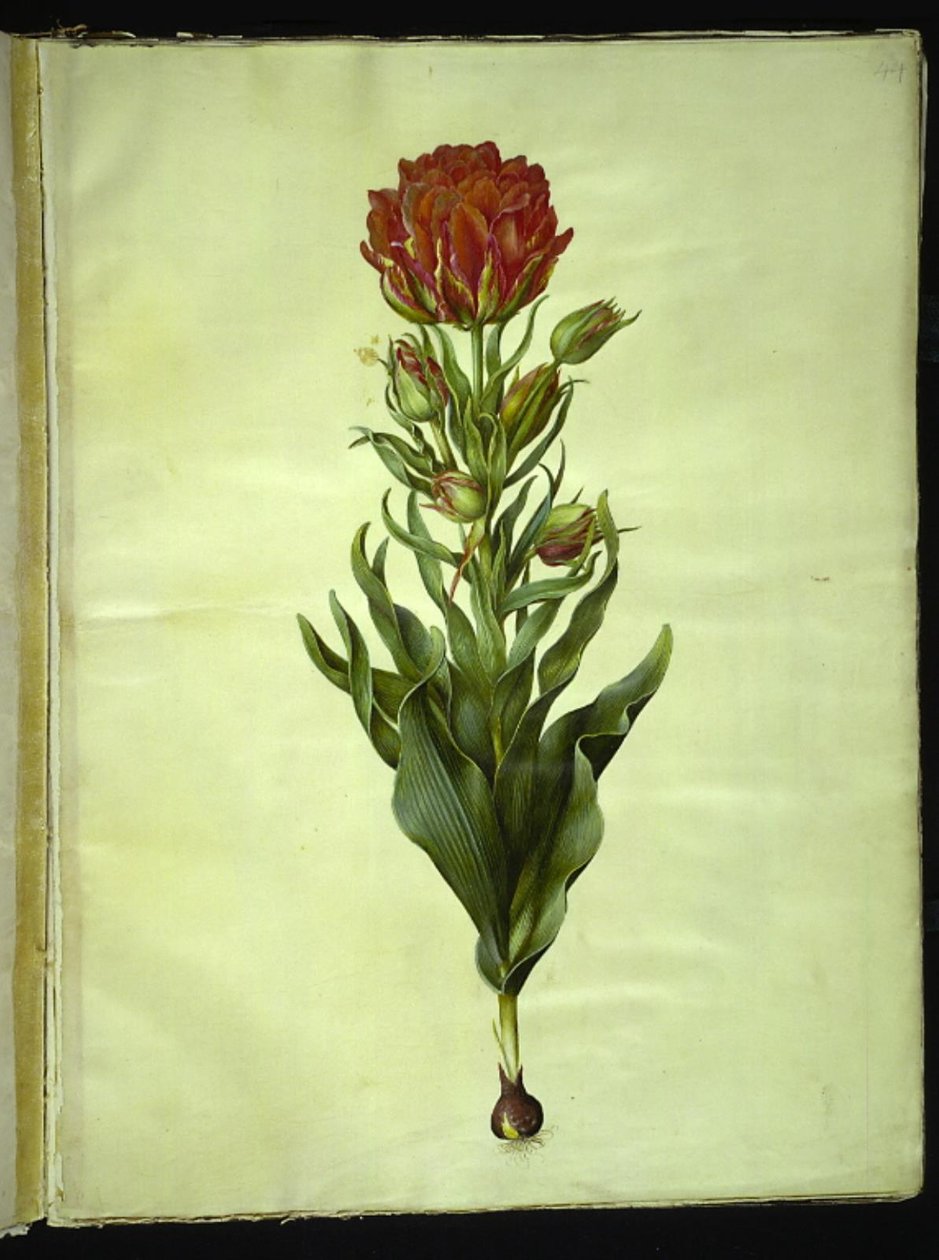 Tulipa gesneriana (tulipán) od Hans Simon Holtzbecker
