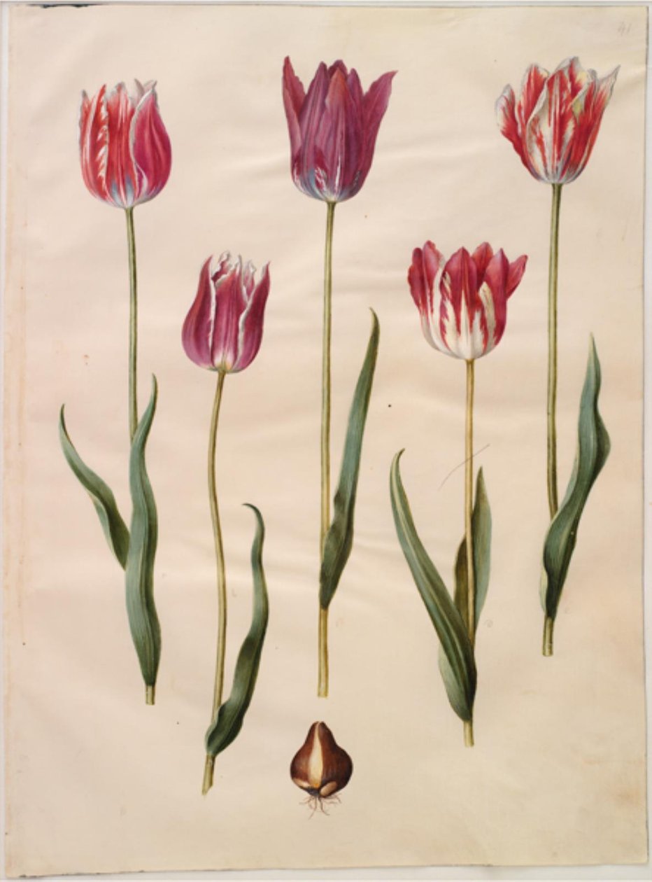 Tulipa gesneriana (tulipán) od Hans Simon Holtzbecker