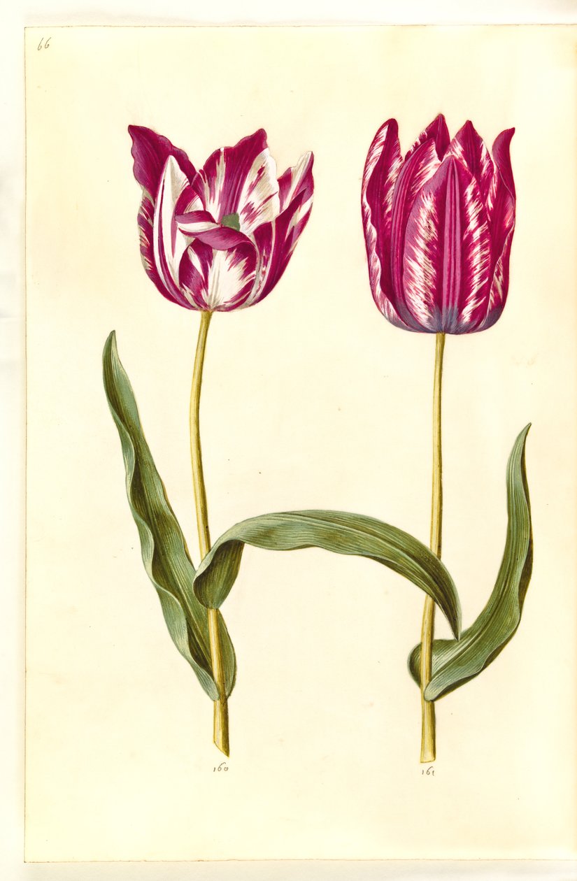 Tulipa gesneriana (tulipán) od Hans Simon Holtzbecker