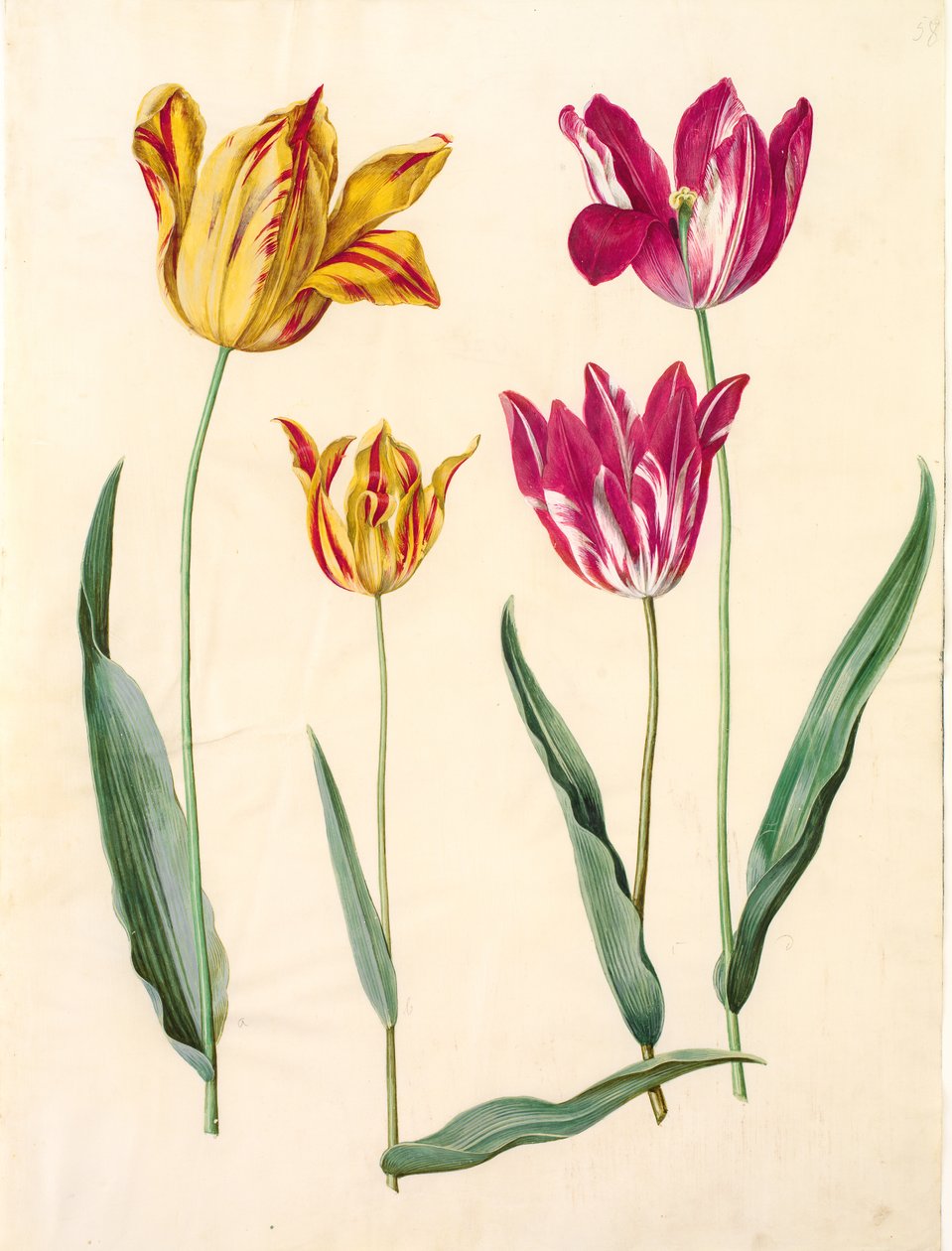 Tulipa gesneriana (tulipán) od Hans Simon Holtzbecker