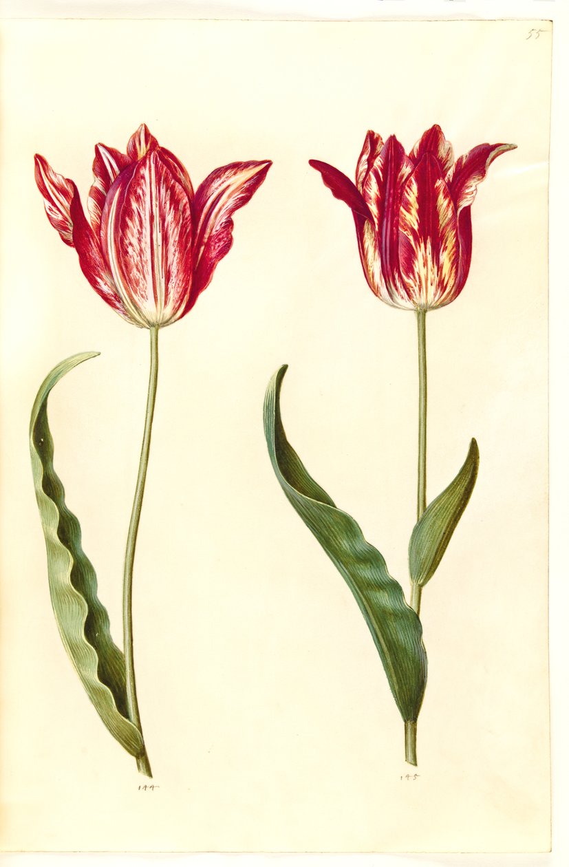 Tulipa gesneriana (tulipán) od Hans Simon Holtzbecker