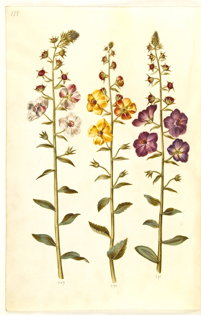 Verbascum blattaria (klase-kongelys); Fénické verbascum (fialová-congelys) od Hans Simon Holtzbecker