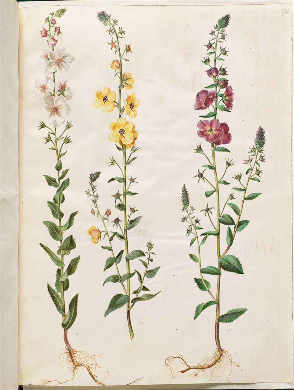 Verbascum blattaria (klase-kongelys); Fénické verbascum (fialová-congelys) od Hans Simon Holtzbecker
