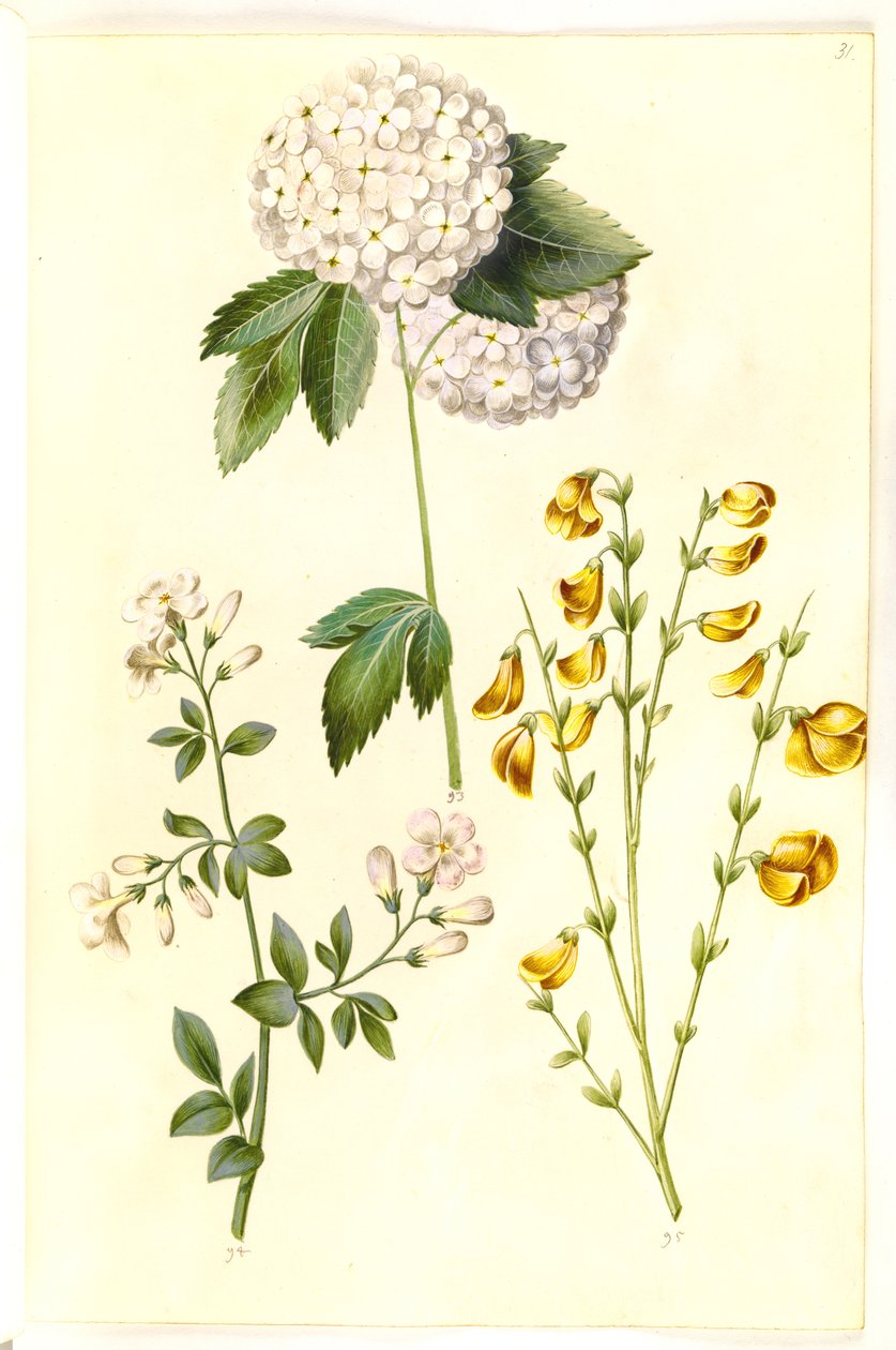 Viburnum opulus (sněhová koule obecná); Jasminum officinale (jasmín); Cytisus scoparius (koště obecný) od Hans Simon Holtzbecker