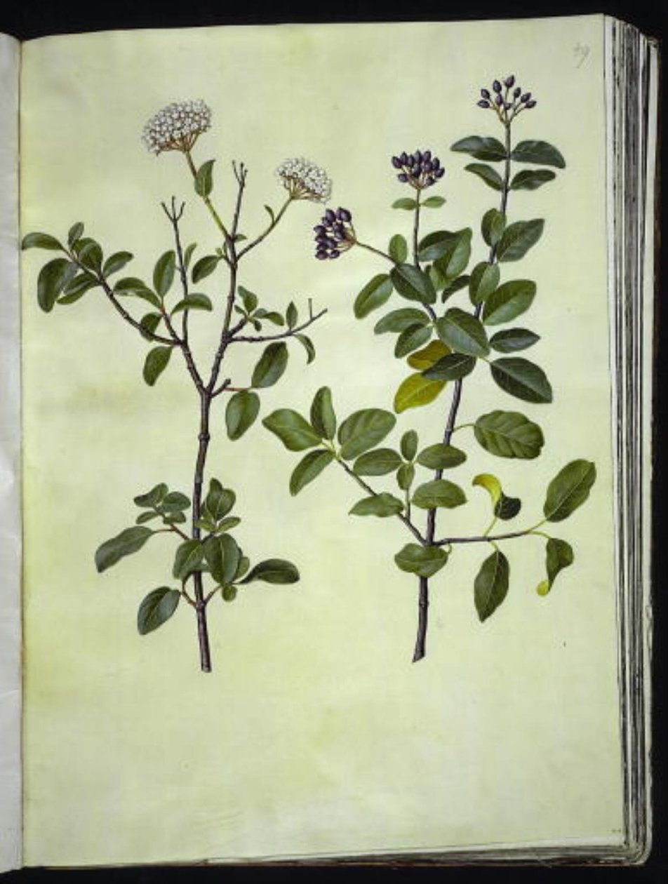 Viburnum tinus (zimní sněhová koule) od Hans Simon Holtzbecker