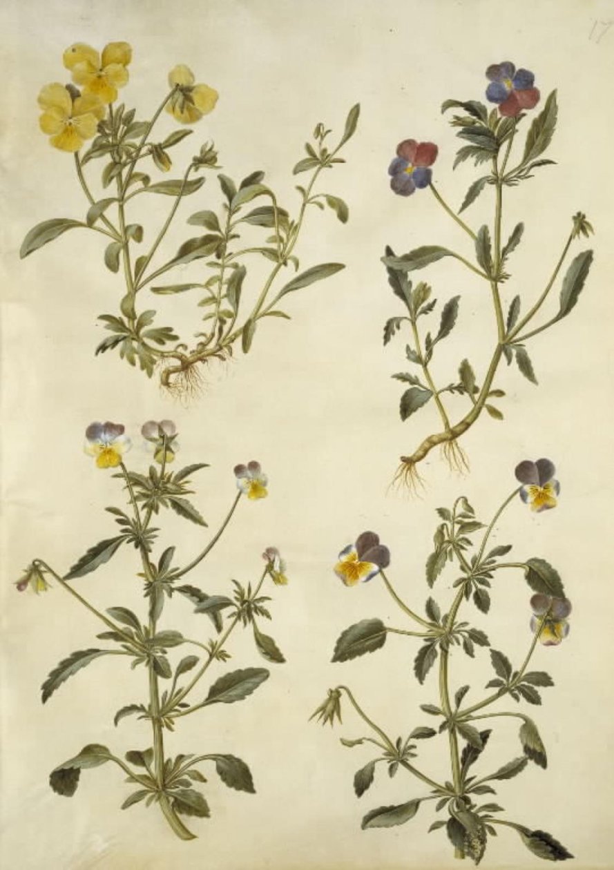 Viola cornuta (rohovofialová); Viola tricolor (maceška obecná) od Hans Simon Holtzbecker