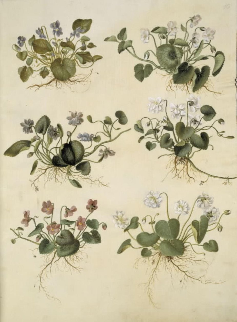 Viola odorata (marts-viol) od Hans Simon Holtzbecker