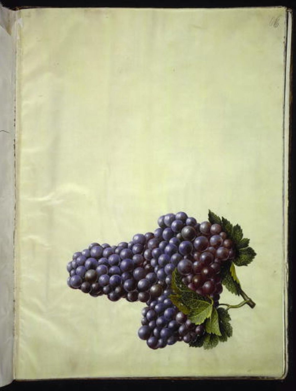 Vitis vinifera (obyčejné víno) od Hans Simon Holtzbecker