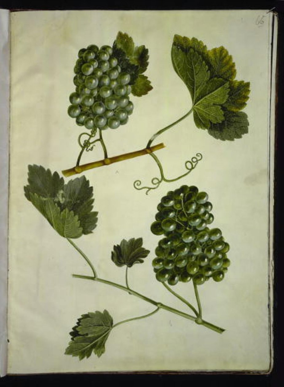 Vitis vinifera (obyčejné víno) od Hans Simon Holtzbecker