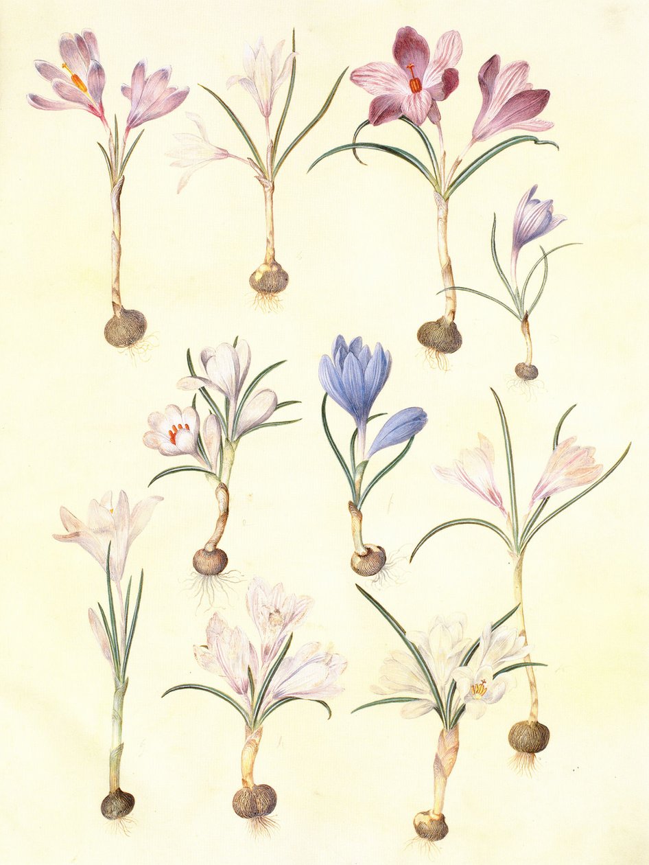 crocus vernus od Hans Simon Holtzbecker
