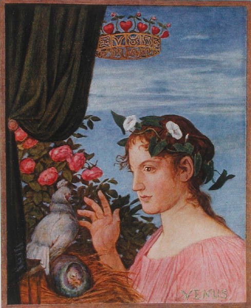 Venuše, ilustrace z 