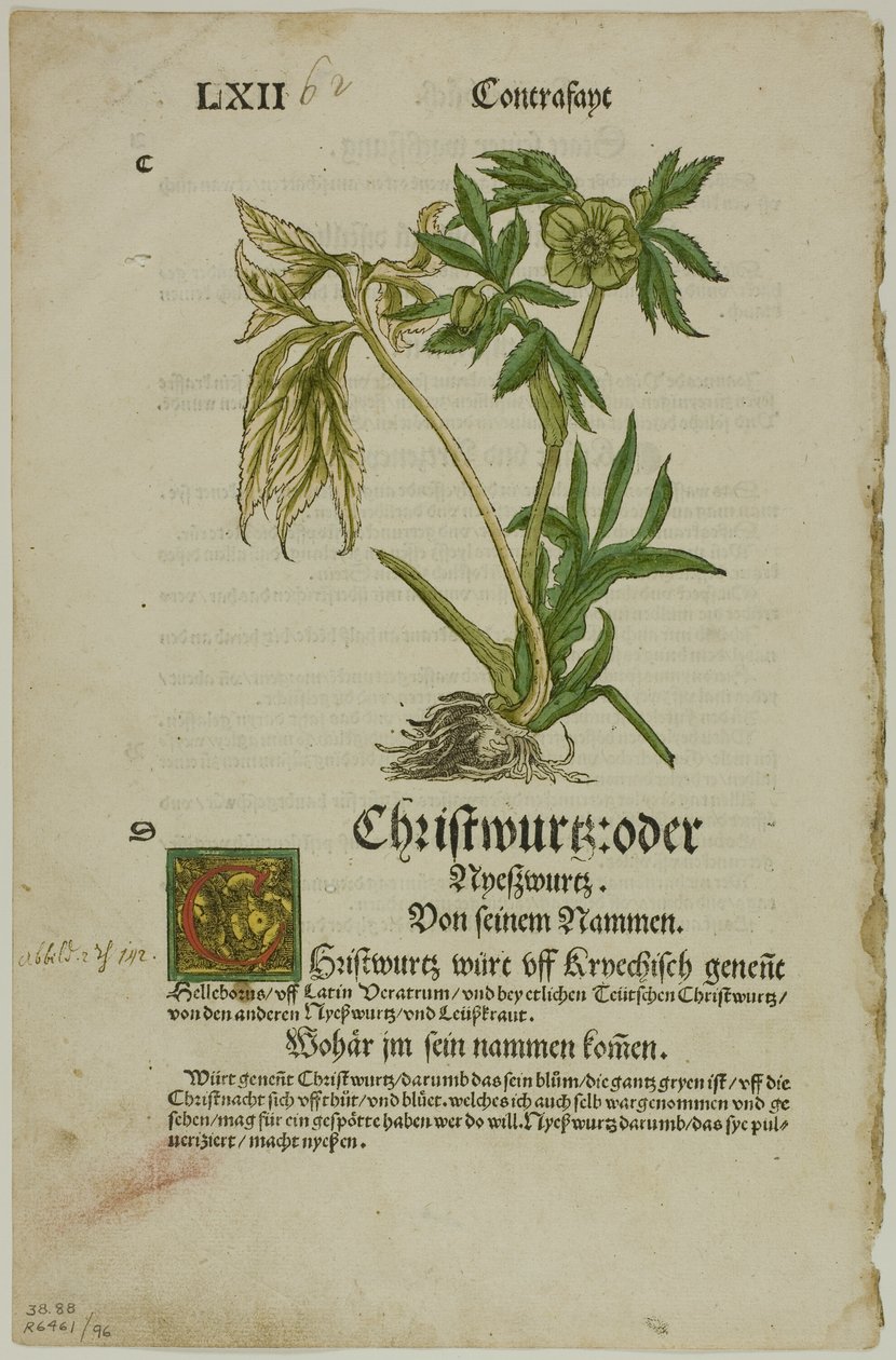 Christwurz (Hellebore) z Herbáře (Kräuterbuch), deska 96 z Dřevoryty z knih XVI. století od Hans Weiditz, II
