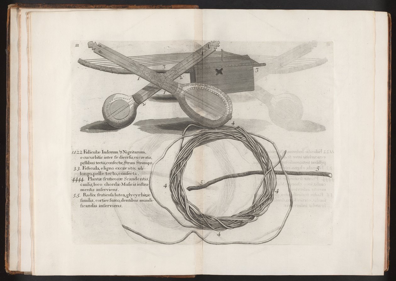 Ilustrace z knihy Cesta na ostrov Madera, Barbados..., svazek 2, 1815 od Hans after Sloane