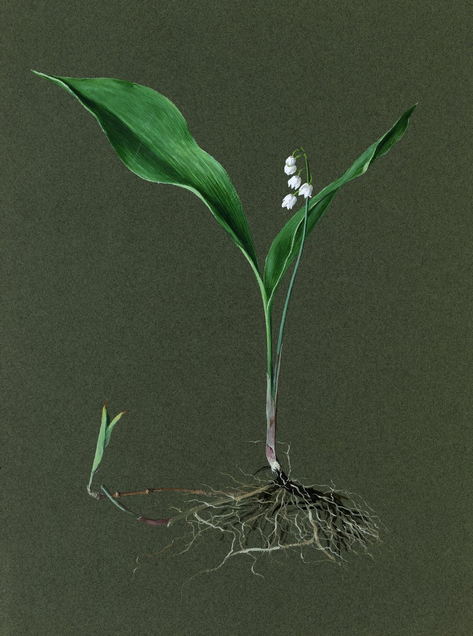 Convallaria Majalis Konvalinka, c1870-1 od Harold Drinkwater