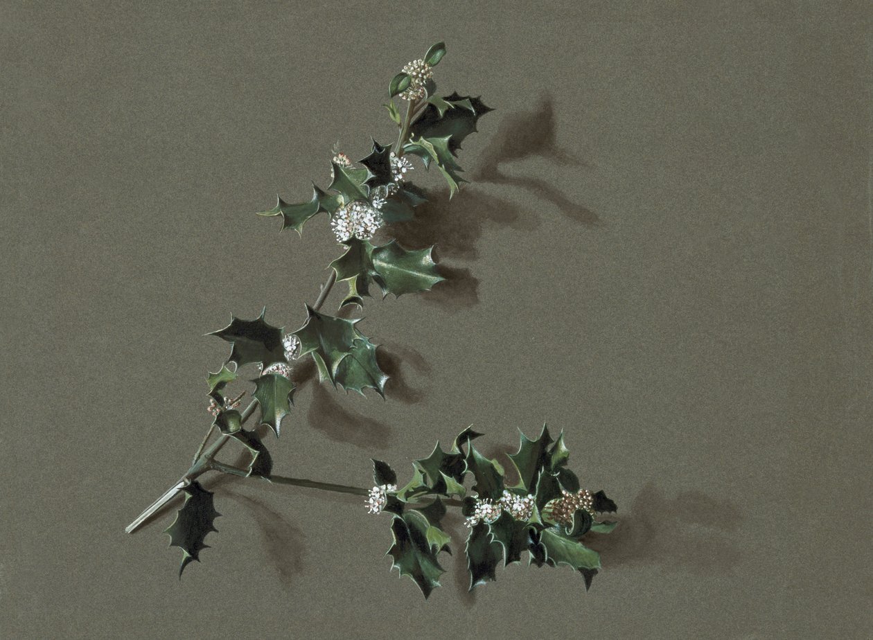 Ilex aquifolium L. Cesmína obecná, c1870-1920. od Harold Drinkwater