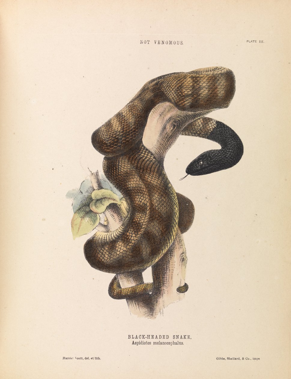 Had černý, Aspidiotes melanocephalus od Harriet Scott