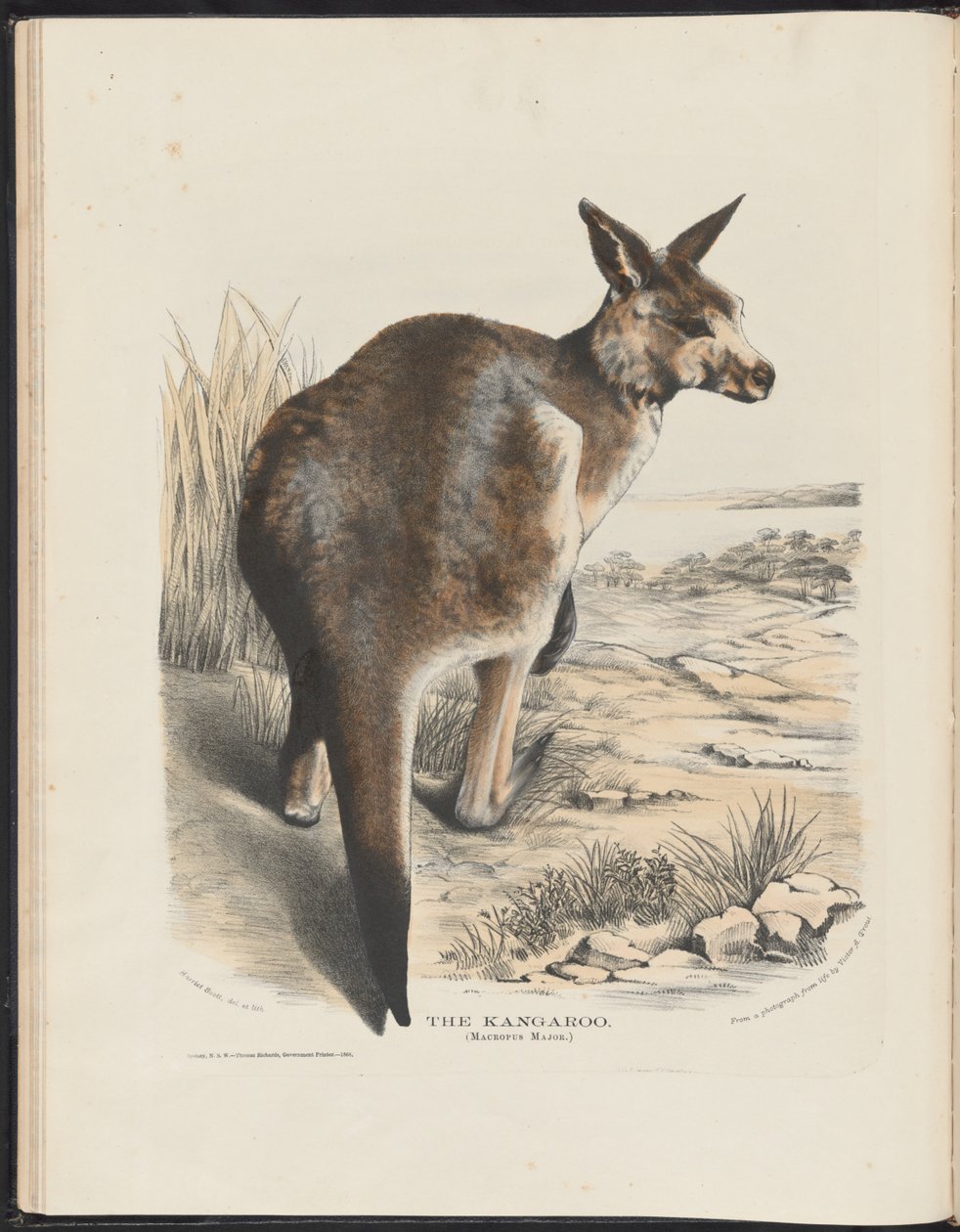 Savci Austrálie (Krefft) Nla.obj-33627803-11 Klokan od Harriet Morgan