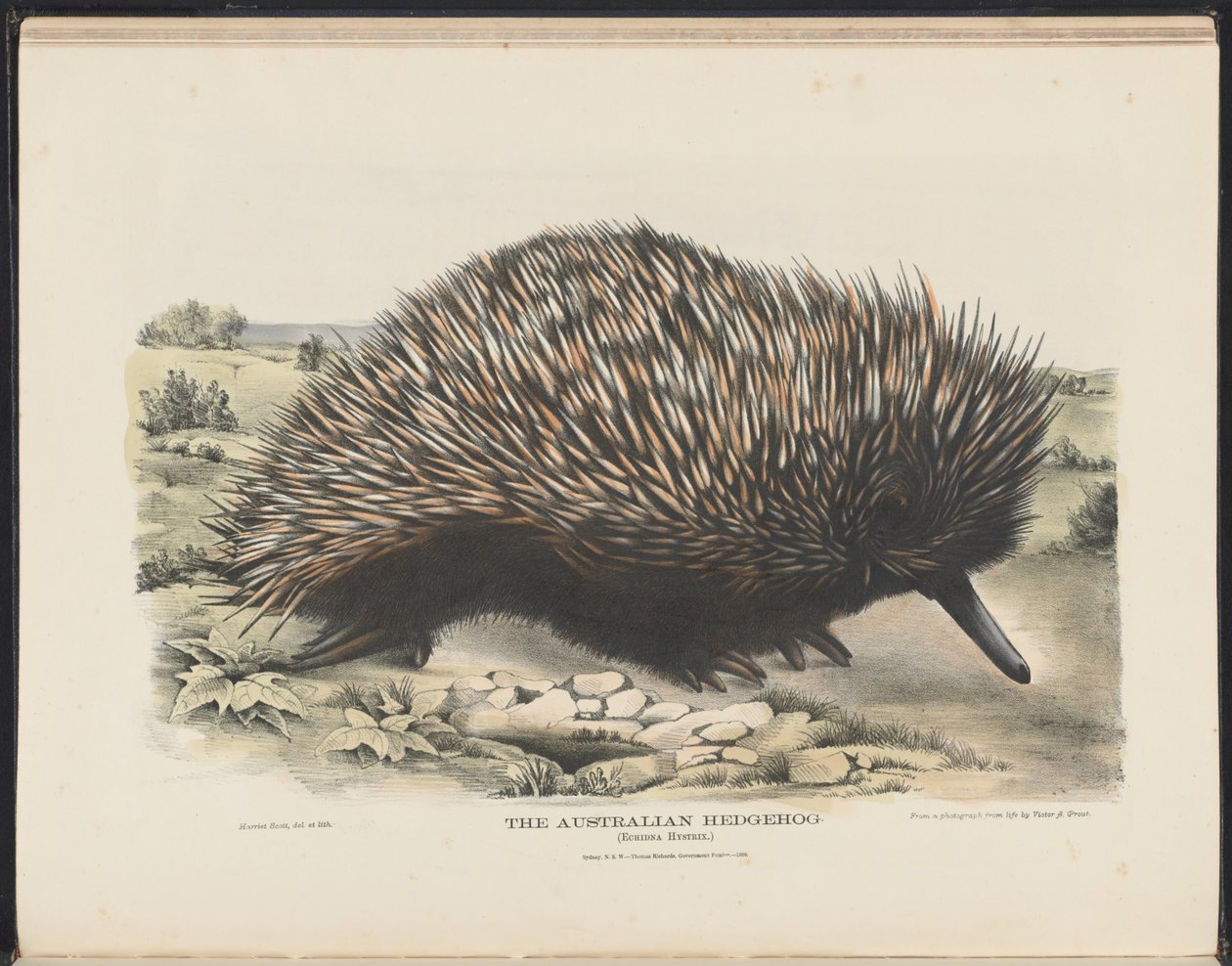 Savci Austrálie (Krefft) Nla.obj-33627803-15 Australský ježek od Harriet Morgan
