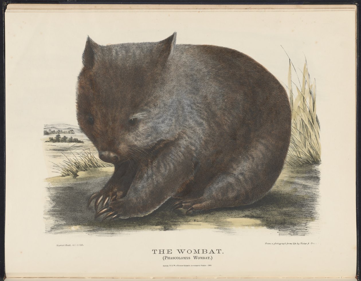 Savci Austrálie (Krefft) Nla.obj-33627803-6 The Wombat od Harriet Morgan