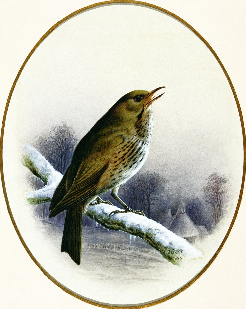 Drozd zpěvný, 1884 od Harry Bright