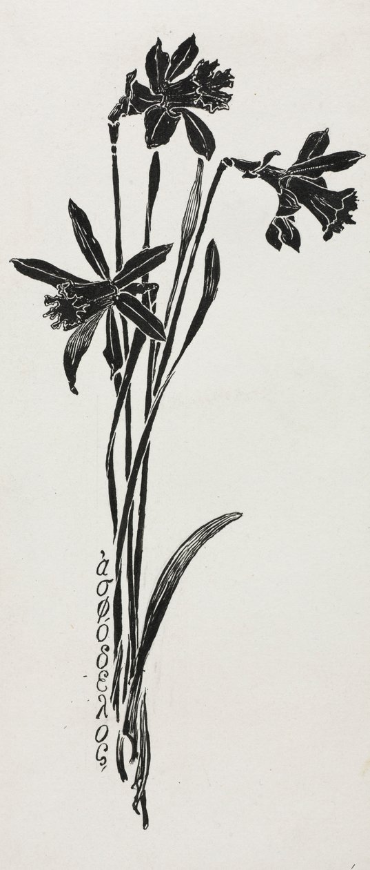 Narcisy. od Harry Fenn