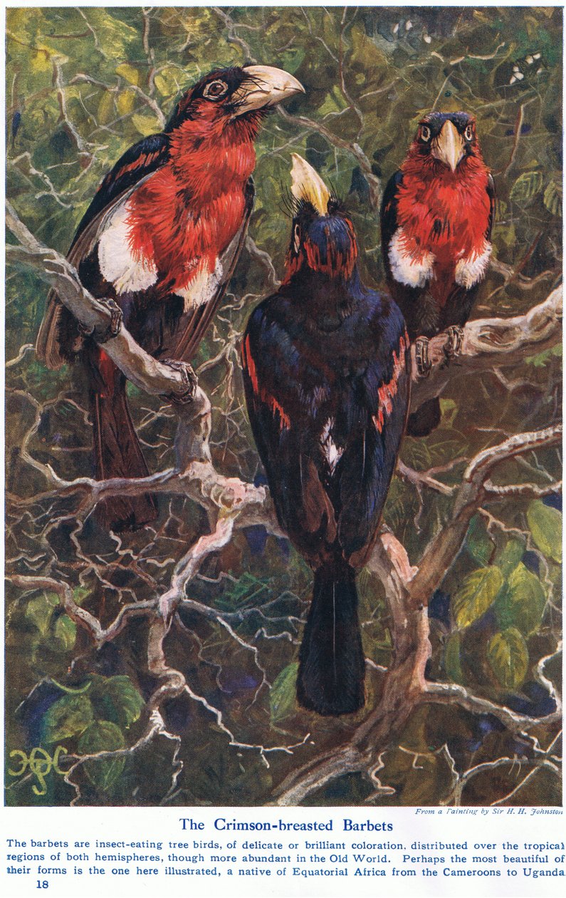 Crimson Crested Barbets, ilustrace z 