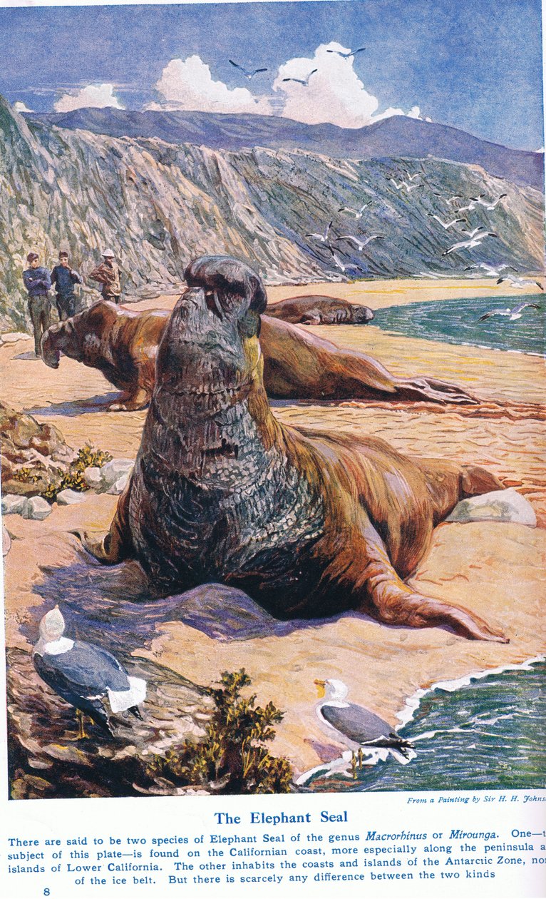 Sloní pečeť, ilustrace z 