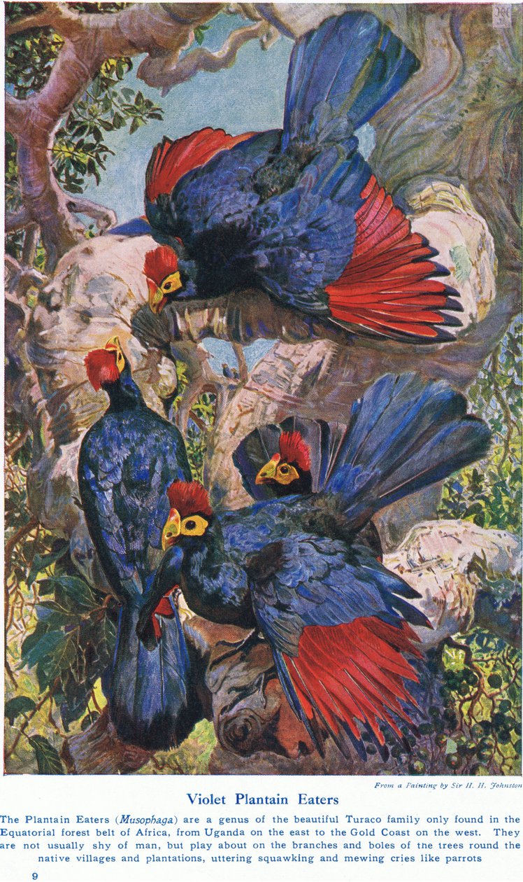 Violet Jitrocele, ilustrace z 