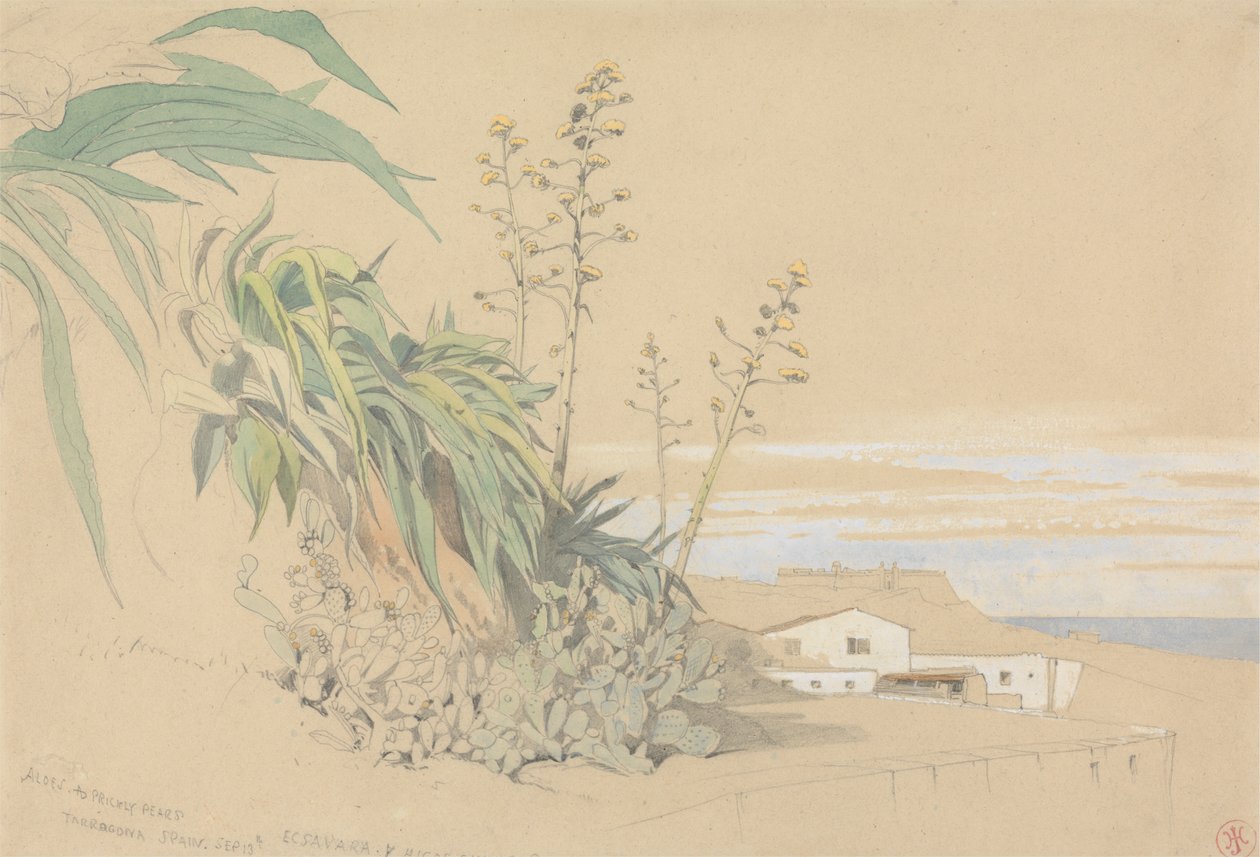 Aloe a opuncie, Tarragona, Španělsko od Harry John Johnson