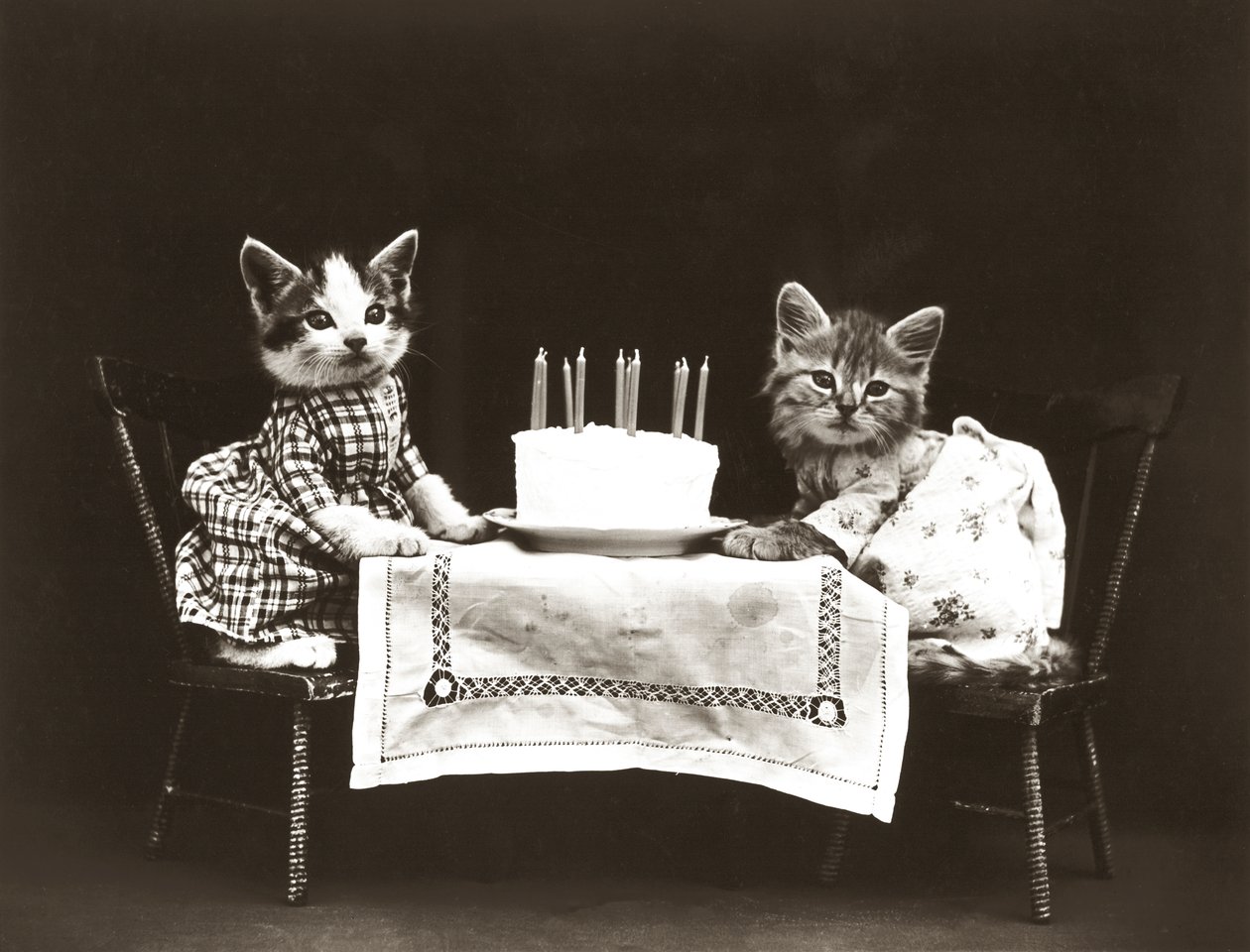 Série Kitties: 1914 (stříbrný tisk) od Harry Whittier Frees