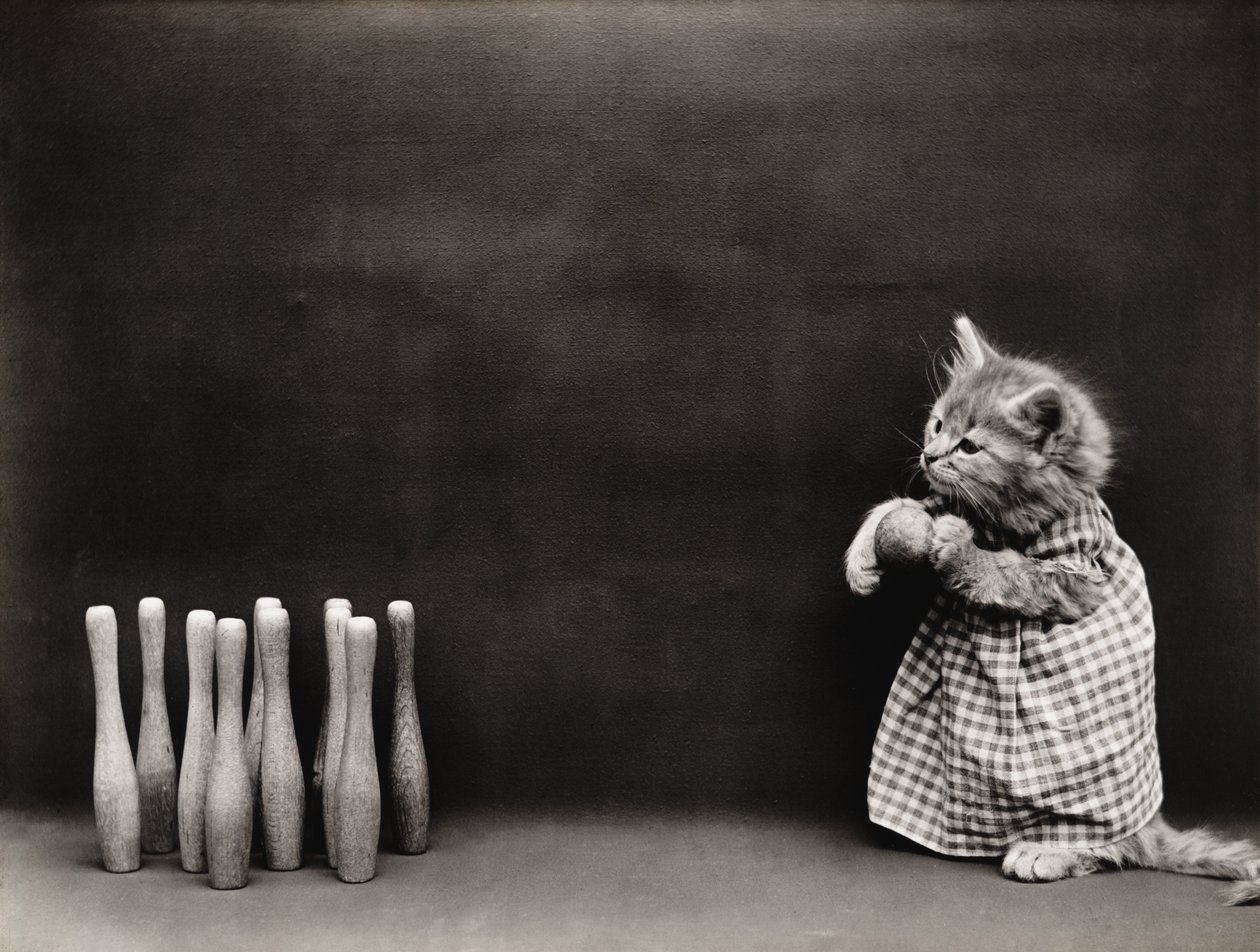 Série Kitties: 1914 (stříbrný tisk) od Harry Whittier Frees