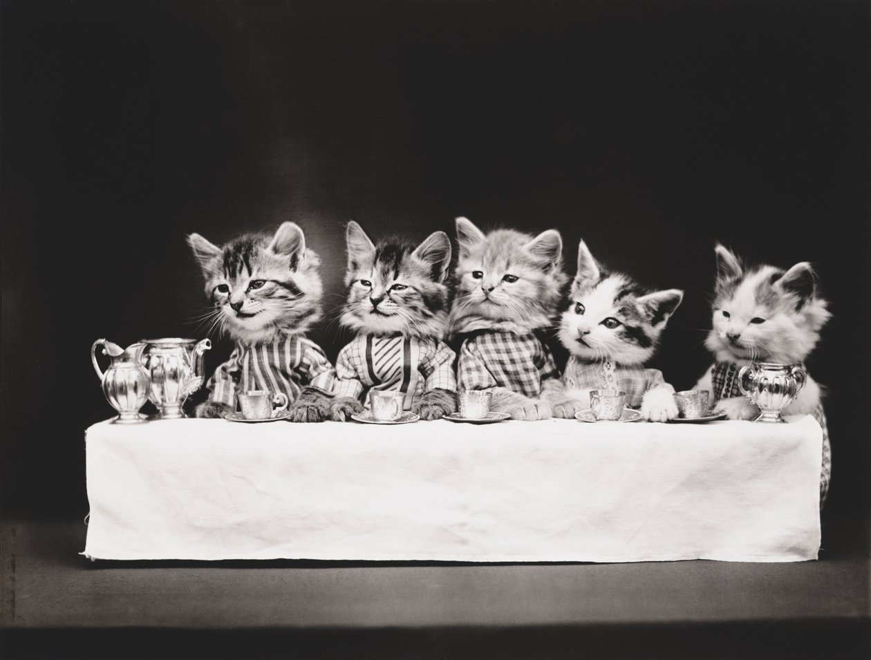Série Kitties: 1914 (stříbrný tisk) od Harry Whittier Frees
