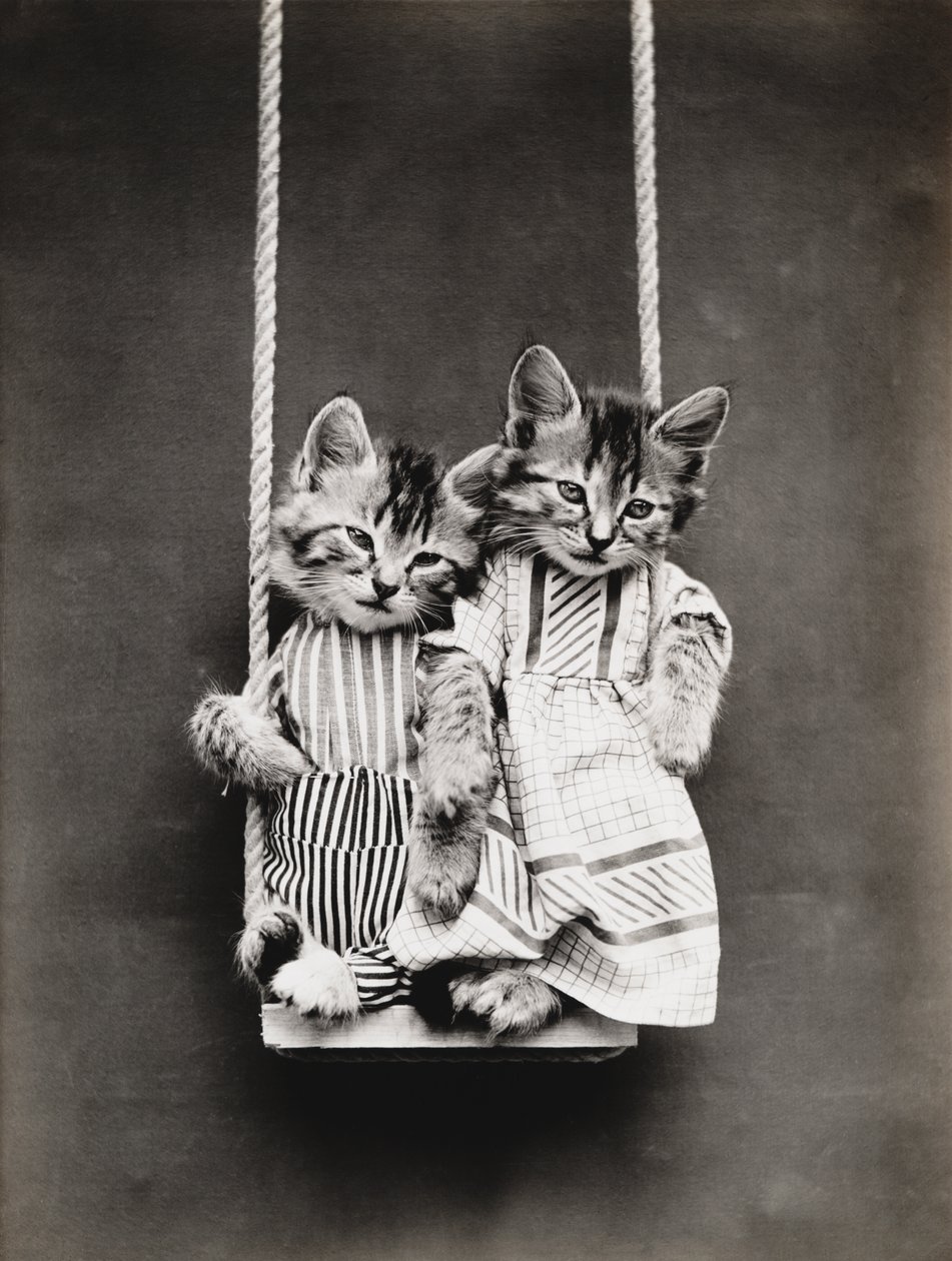 Série Kitties: 1914 (stříbrný tisk) od Harry Whittier Frees