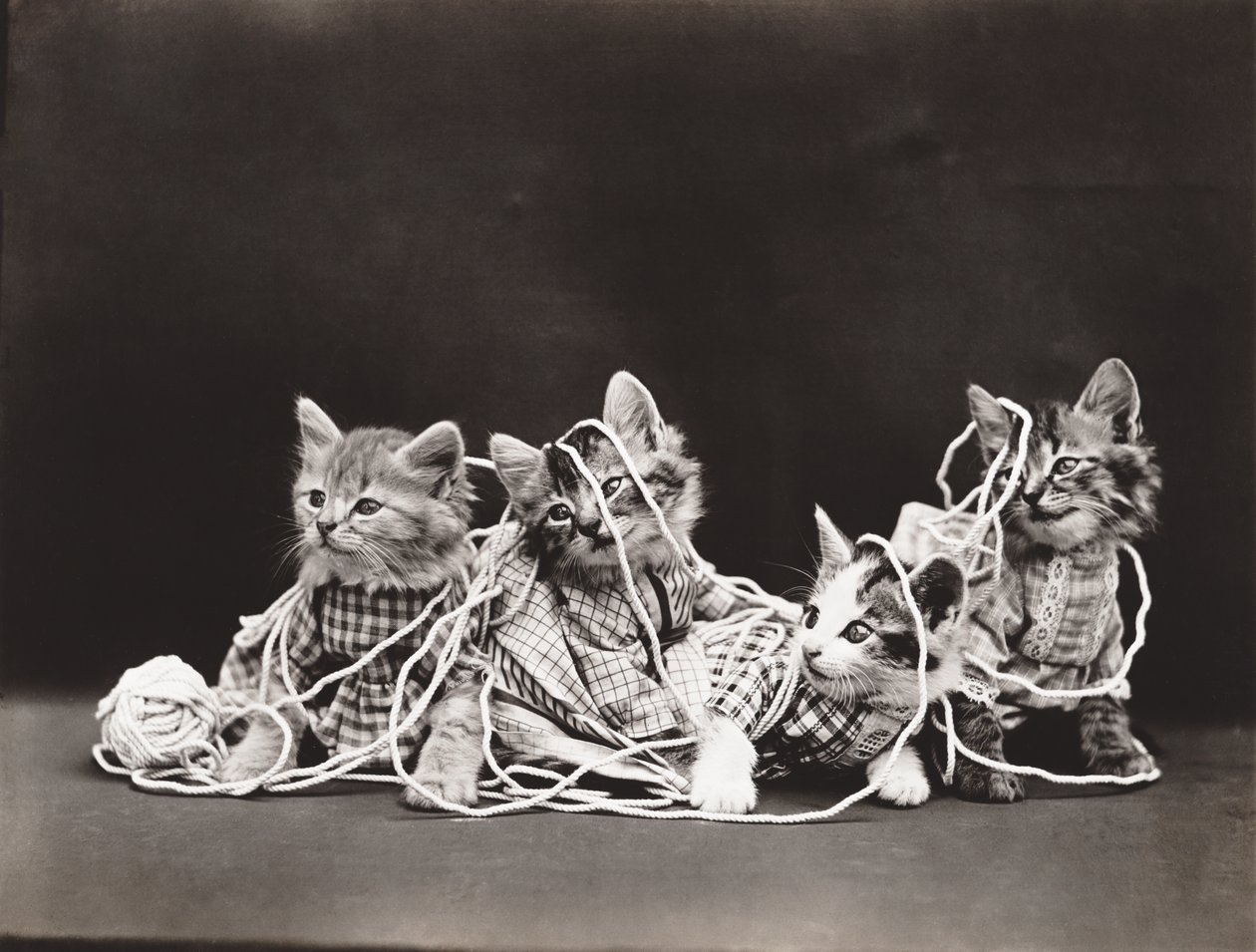 Série Kitties: 1914 (stříbrný tisk) od Harry Whittier Frees
